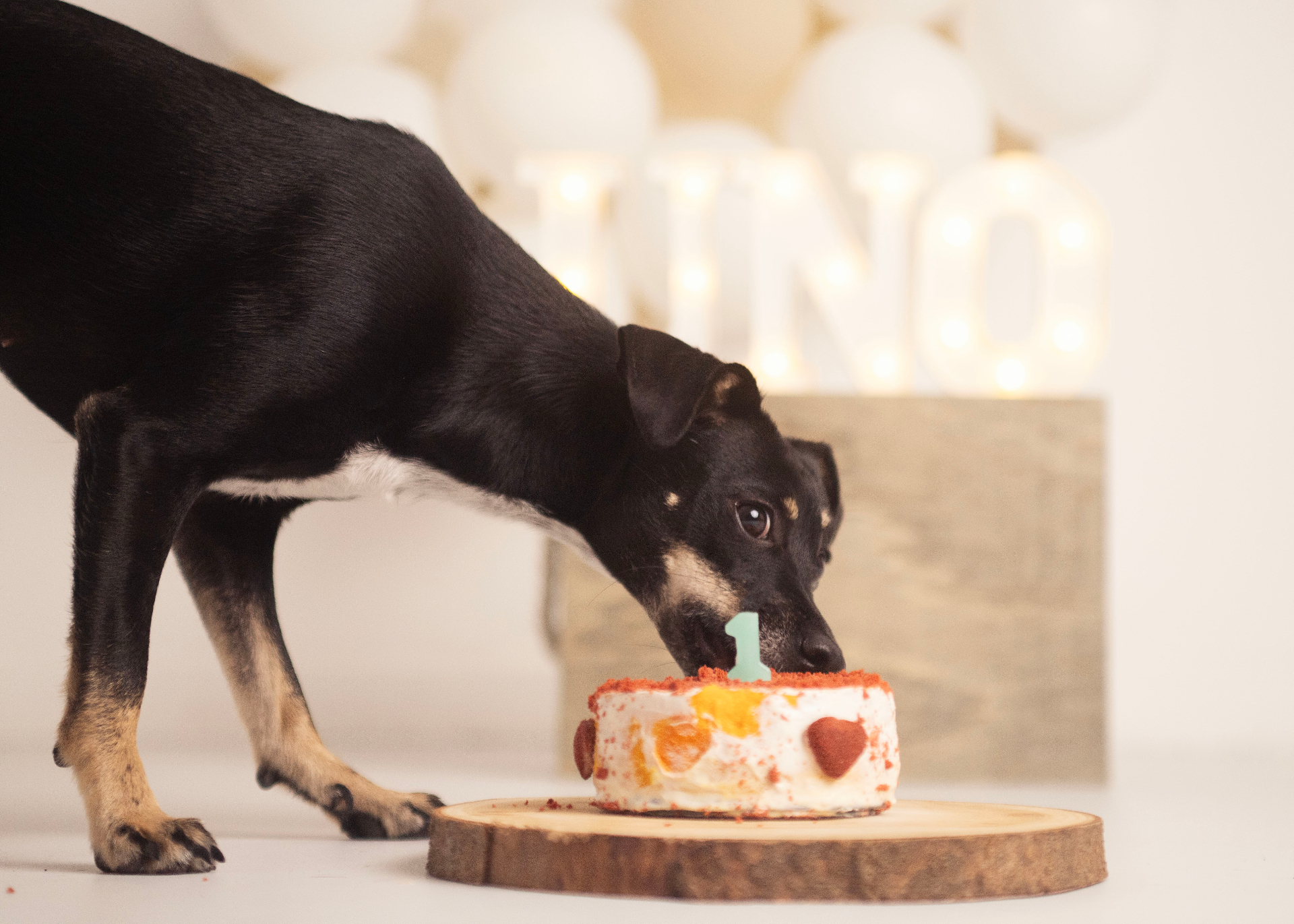 Ejemplo de Smashdog con tarta